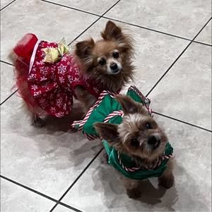 Meet your Posher, Julie